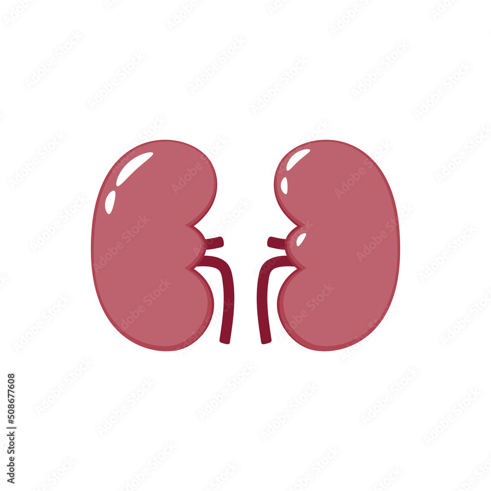 kidney cartoon vector. free space for text. wallpaper. kidney cartoon vector. free space for text. wallpaper.