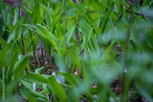 Glade of lilies of the valley in a wild forest, shallow depth of field. Saturated spring natural green background.