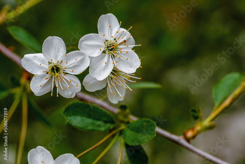 Cherry flowers on a branch, shallow depth of field, blurred natural green background. Spring season.