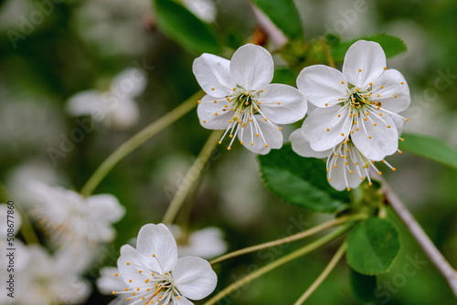 White cherry flowers on a branch, shallow depth of field, blurred natural green background. Spring in the garden.