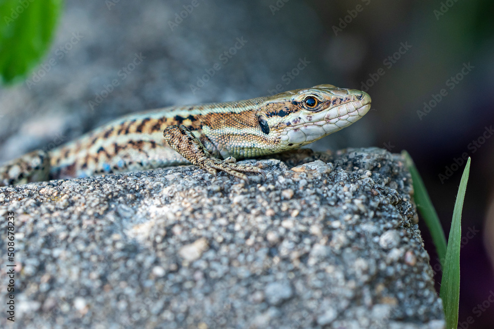 Fototapeta premium Lézard commun