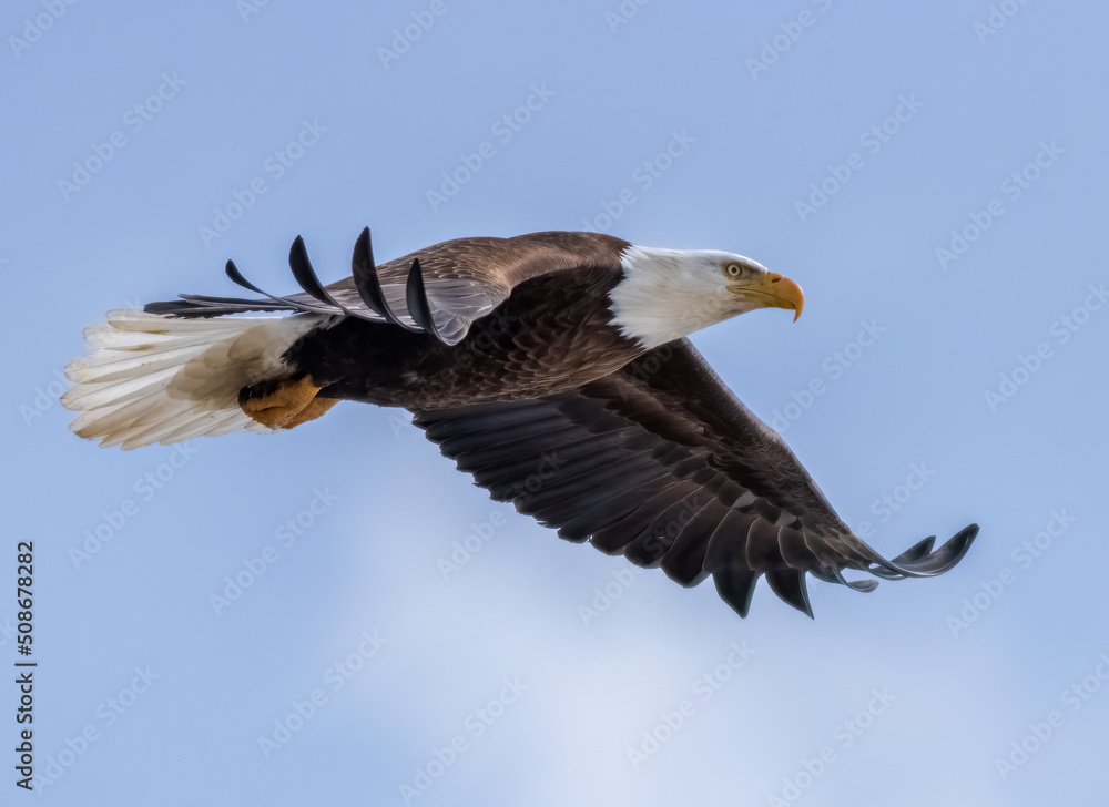 A Bald Eagle in flight among the clouds over the forest of Northwest Ontario, Canada. A Bald Eagle in flight among the clouds over the forest of Northwest Ontario, Canada.