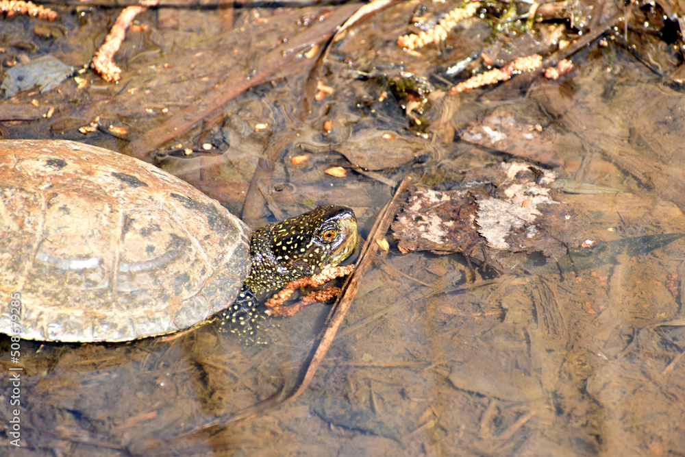 Naklejka premium Turtle river of medium size in the water.