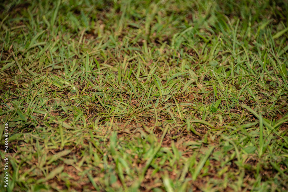 plants leafs and green nature plants leafs and green nature