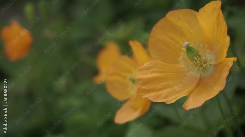 Closeup of orange mock poppies or papaver cambricum with visible seedpod and stamens and flickering sunlight.