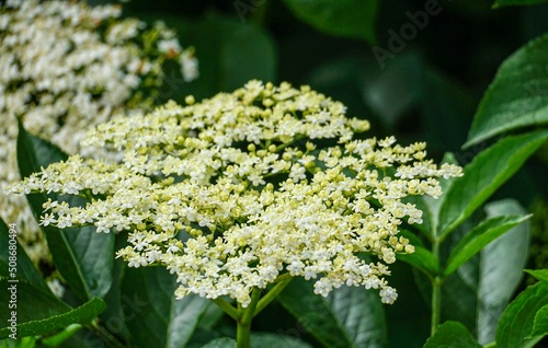 Blooming shrub of Viburnum lentago