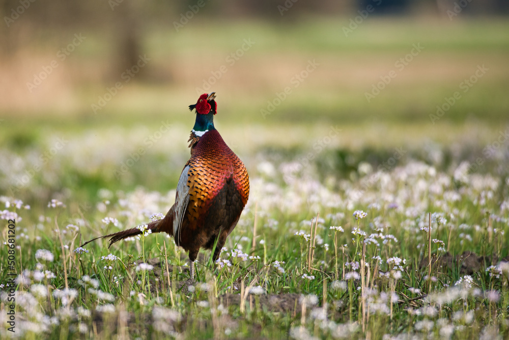 Fototapeta premium Colorful pheasant in flower meadow