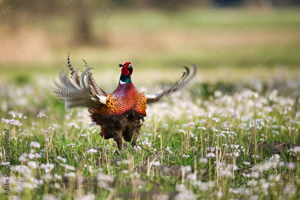 Fototapeta premium Colorful pheasant in flower meadow