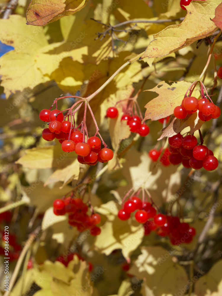 Obraz premium Close-up of red berries growing on tree. Ripe berries on the branches of a viburnum bush in autumn.