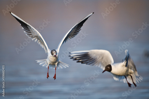 Black-headed gull shows acrobatic flight maneuvers © Thomas