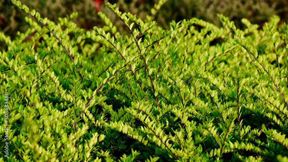 Closeup of Lonicera nitida branches and leaves, Coventry, England, UK Closeup of Lonicera nitida branches and leaves, Coventry, England, UK