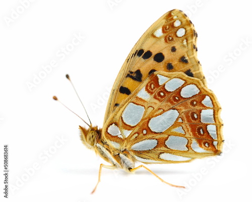 Queen of Spain fritillary (Issoria lathonia) isolated on white photo