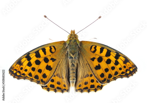 Queen of Spain fritillary (Issoria lathonia) isolated on white photo