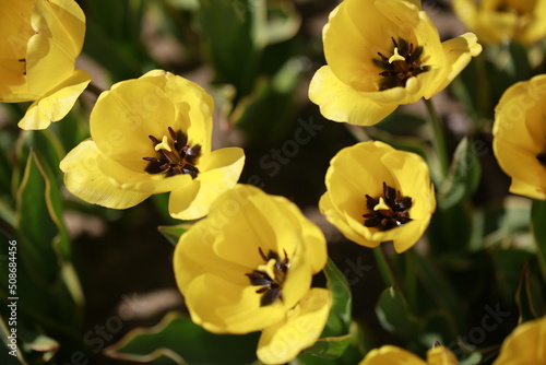 yellow tulip blooms