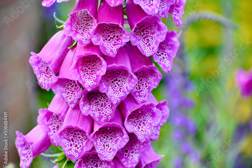 Closeup of Common foxglove, West Midlands, England, UK photo