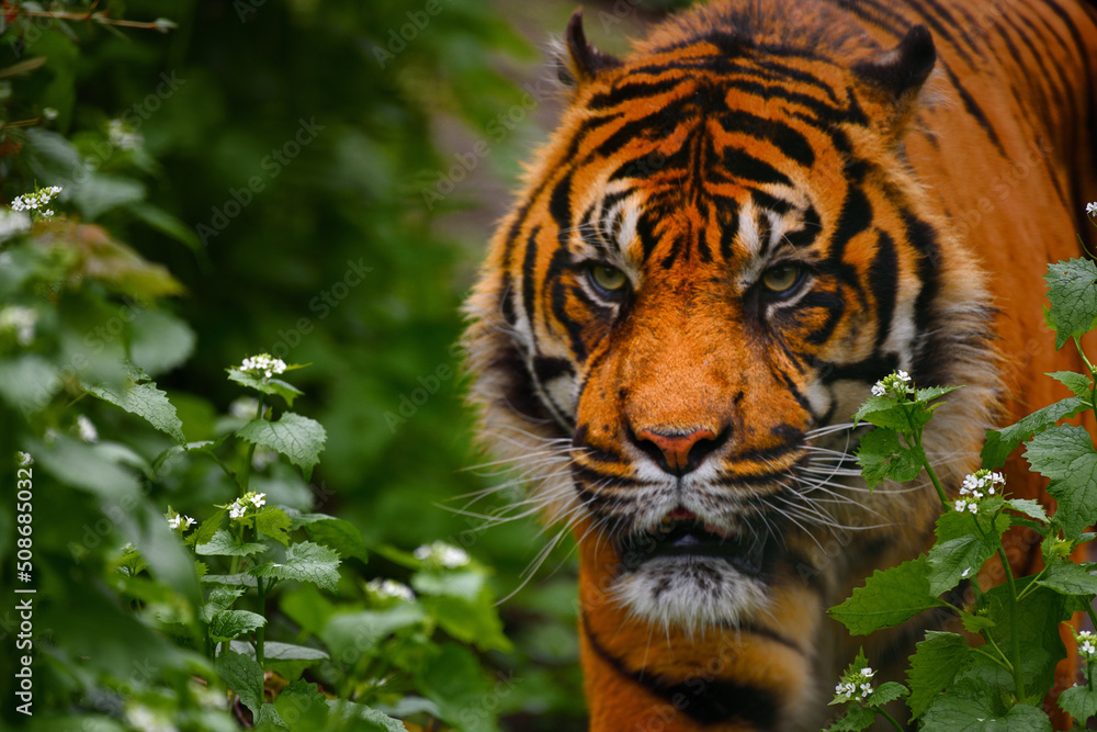 Obraz premium a l'affût 