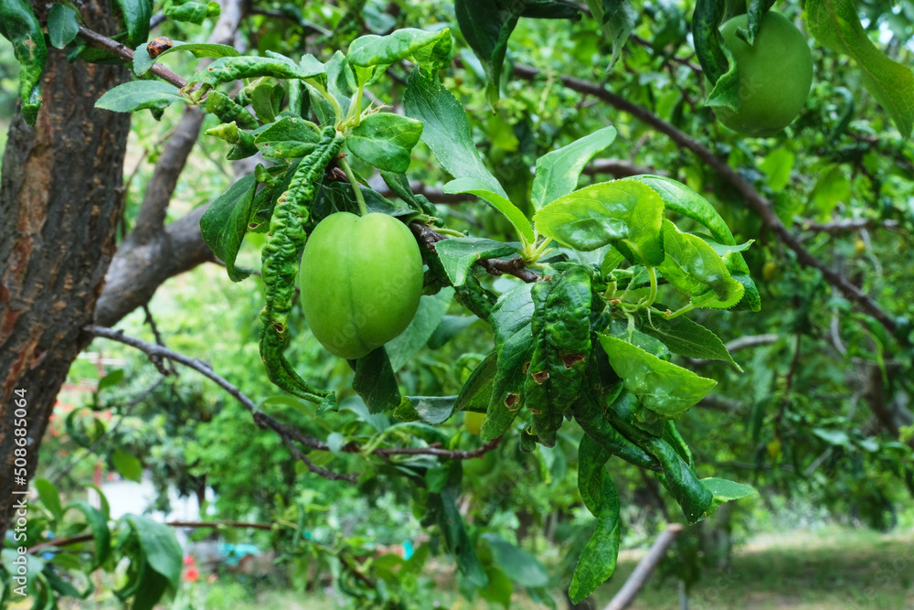 Selective Focus Plant Disease For Fruits on Summer Season Selective Focus Plant Disease For Fruits on Summer Season