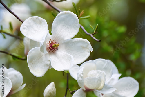 Yulan magnolia or lilytree ( Magnolia denudata ). Official city flower of Shanghai
