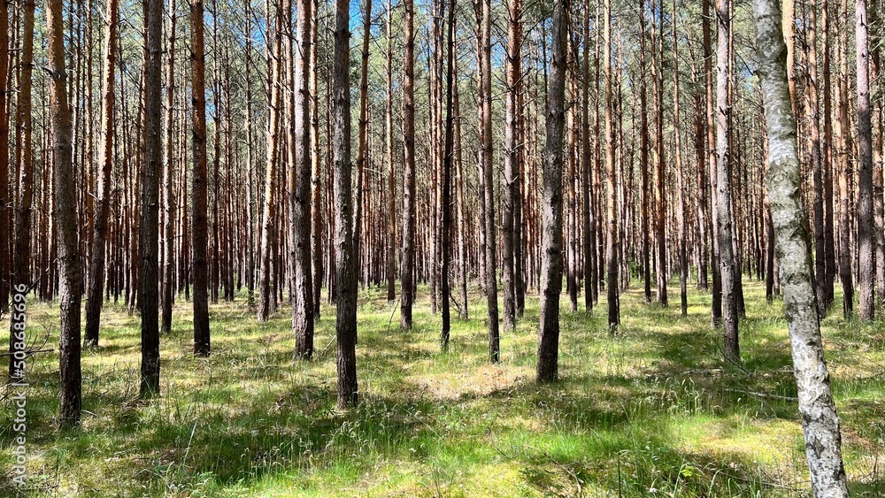 Fototapeta premium bamboo forest background