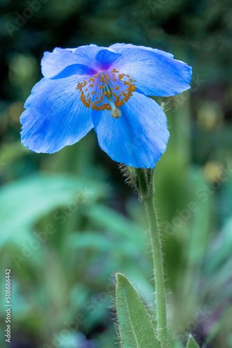 A blue Poppy photo