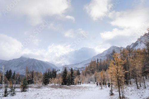 Golden larches covered by first snow and surrounded by mountains, Kananaskis, Canada
