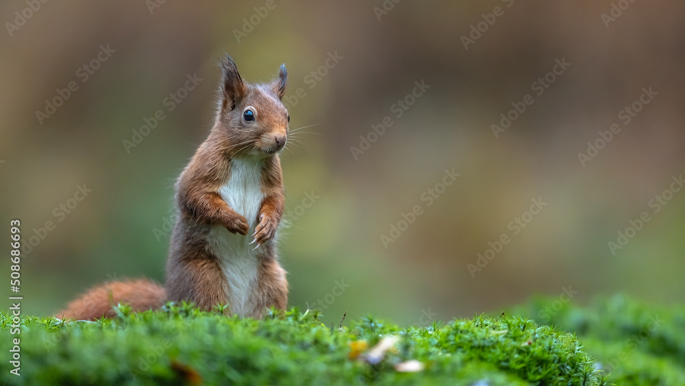 Fototapeta premium Eichhörnchen