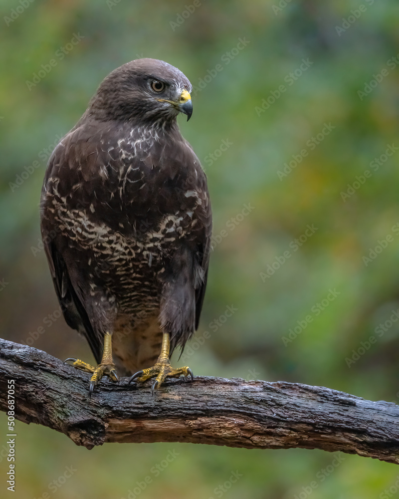 Mäusebussard Mäusebussard