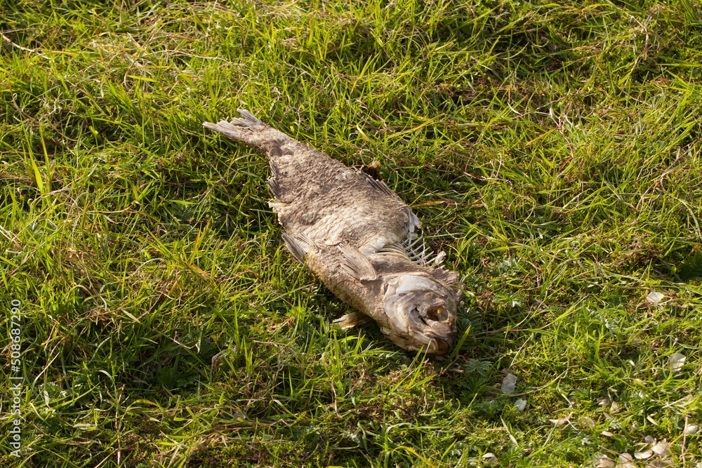 a fish in grass