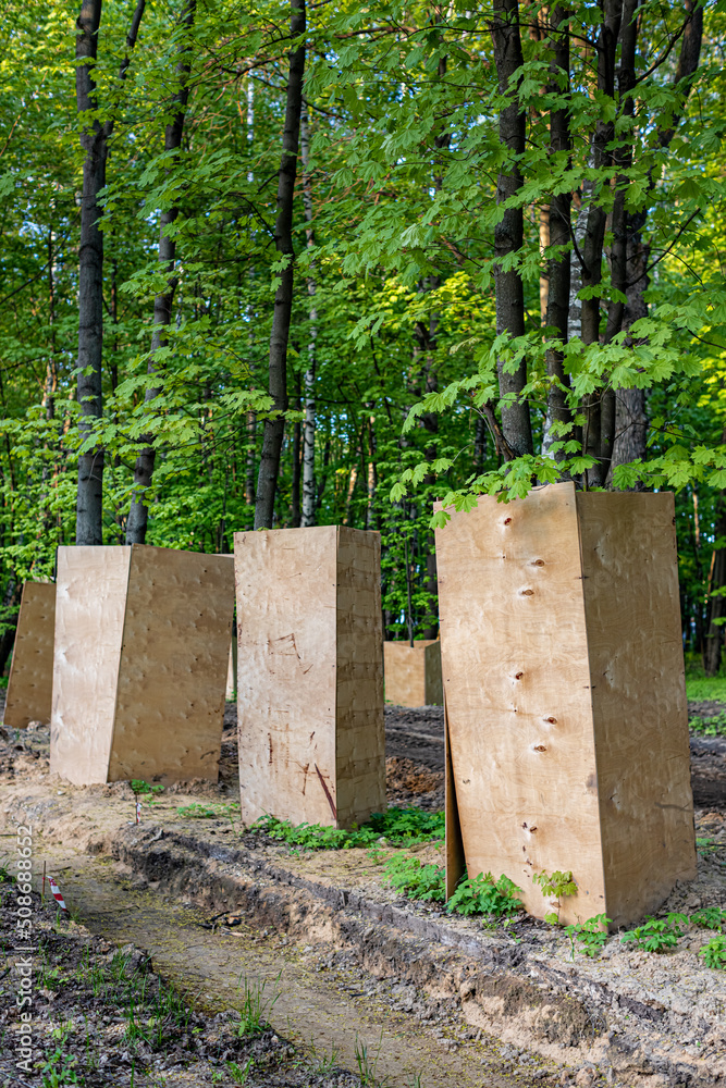 deciduous tree whose trunk is protected by a sheet of plywood deciduous tree whose trunk is protected by a sheet of plywood
