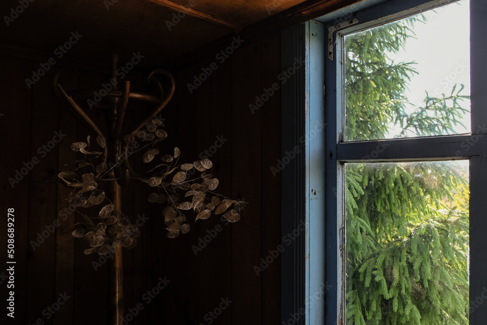 Fototapeta premium The attic of an old wooden house. Large spruce behind the dirty glass. Ornamental plant Lunaria on the black background. Sunny morning.