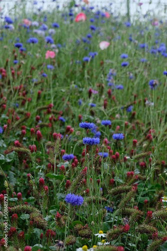 FU 2021-06-07 Essen 74 Im hohen Gras blühen bunte Blumen © Sabine