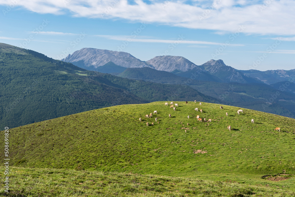 Cows in the Belagua Valley. Ezkaurre Rock