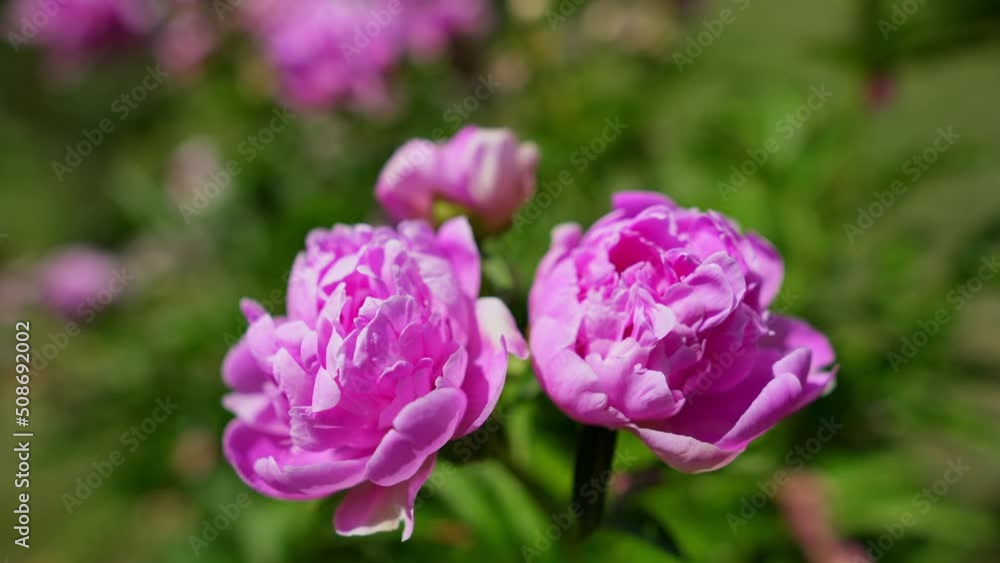 Pink flowers close up 1. Pink flowers close up 1.