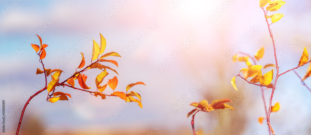 Autumn background. Colorful autumn leaves on a light background in sunny weather Autumn background. Colorful autumn leaves on a light background in sunny weather
