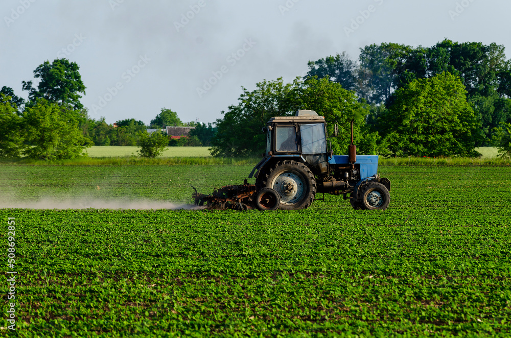 Fototapeta premium Tractor, processing a field of soybeans in a farmer's field. Agricultural activity. A series of pictures.