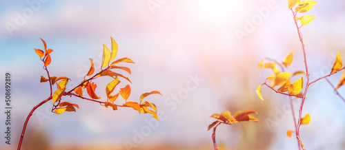 Autumn background. Colorful autumn leaves on a light background in sunny weather © Volodymyr