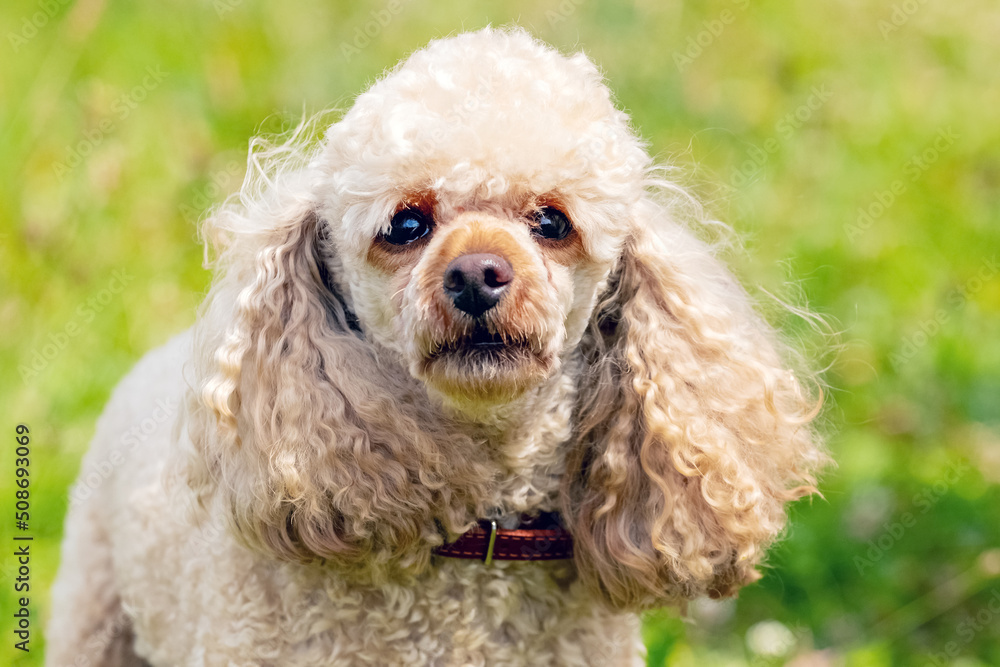 Poodle dog breed with light fur close up on a background of green grass Poodle dog breed with light fur close up on a background of green grass