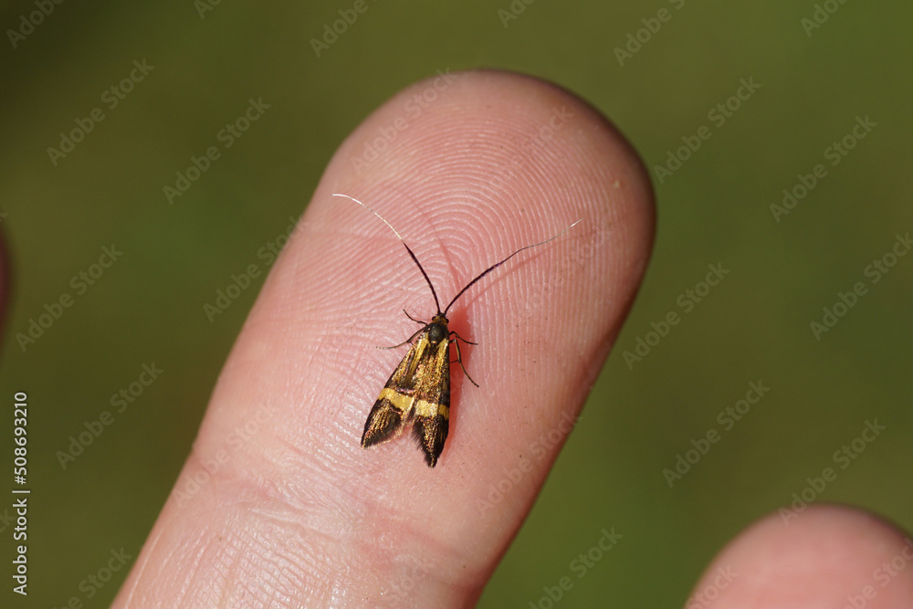 Closeup female Longhorn Moth (Nemophora degeerella). Family Adelidae. Resting on a finger. Dutch garden, June Closeup female Longhorn Moth (Nemophora degeerella). Family Adelidae. Resting on a finger. Dutch garden, June