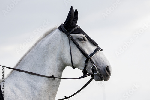 Fotografía Lipizzaner mare portrait