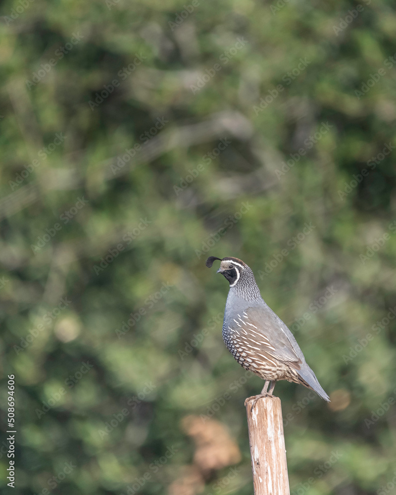 Obraz premium A male California quail (Callipepla californica) keeps watch from a high vantage point while the covey feeds on the ground at Lake Cachuma in Santa Barbara county, CA.