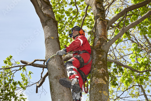 Tree surgeon. Working with a chainsaw. Sawing wood with a chainsaw.	