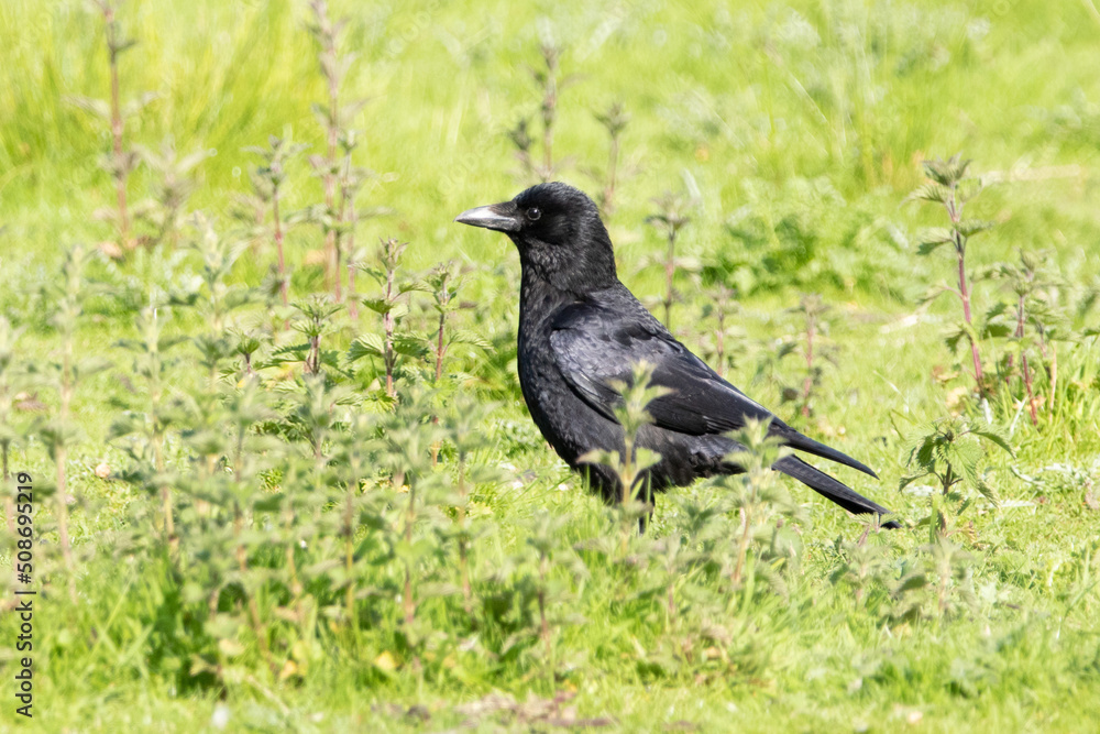 crow on the grass crow on the grass