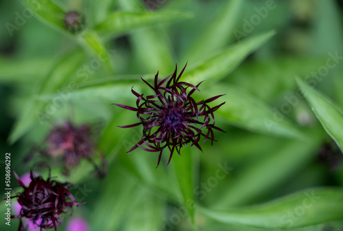 closeup of a beautiful purple Centaurea Montana Jordy flower  photo