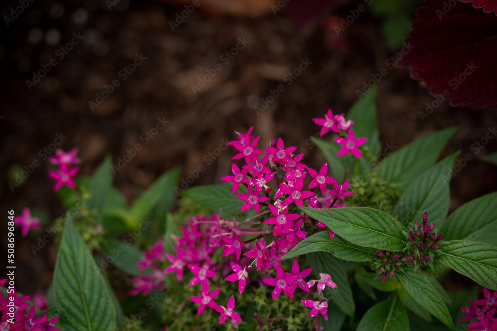 Obraz premium Bright Pink Flowers in a Garden with Brown Background 