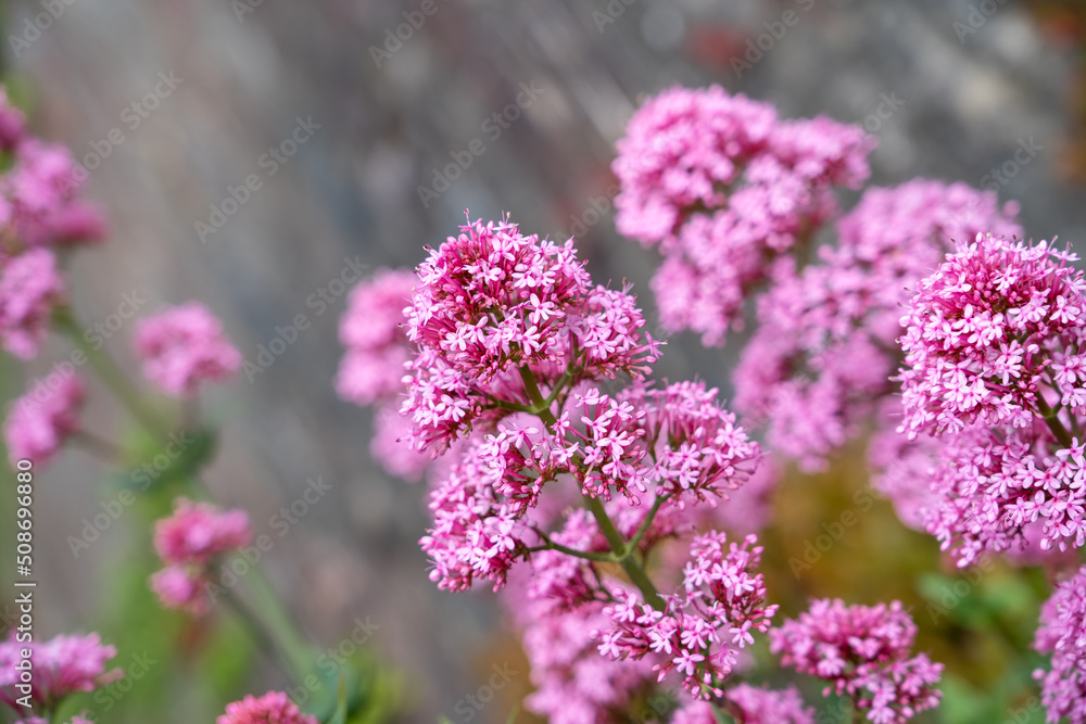 close-up of beautiful red valerian flowers (Centranthus ruber) in full summer bloom close-up of beautiful red valerian flowers (Centranthus ruber) in full summer bloom