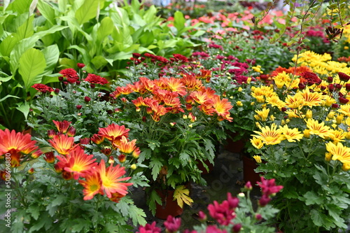 The Beautiful Flowers and Grass Beds of Cameron Highlands Malaysia