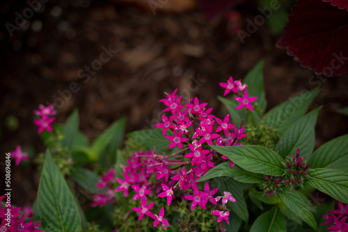 Bright Pink Flowers in a Garden with  Brown Background 