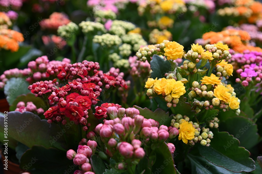 Obraz premium The Beautiful Flowers and Grass Beds of Cameron Highlands Malaysia
