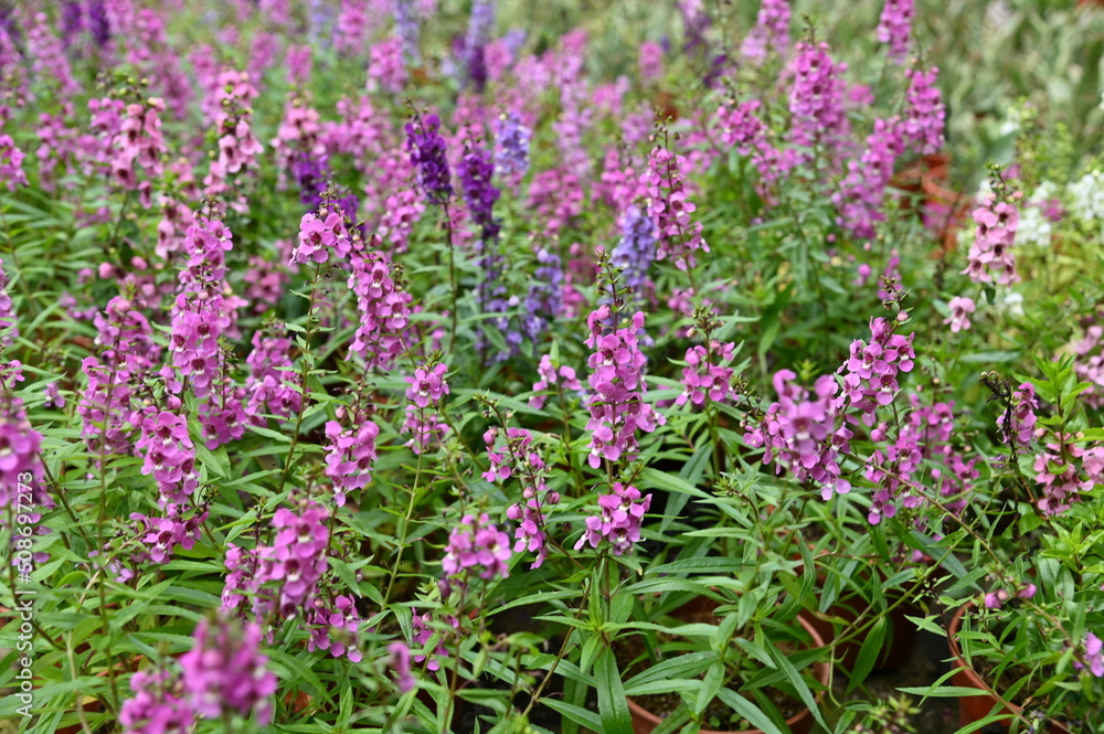 The Beautiful Flowers and Grass Beds of Cameron Highlands Malaysia The Beautiful Flowers and Grass Beds of Cameron Highlands Malaysia