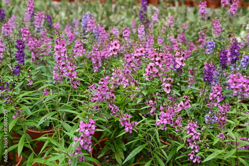 The Beautiful Flowers and Grass Beds of Cameron Highlands Malaysia